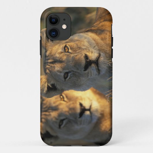 ボツワナ、チョベ国立公園、ライオン Case-Mate iPhoneケース (裏面)