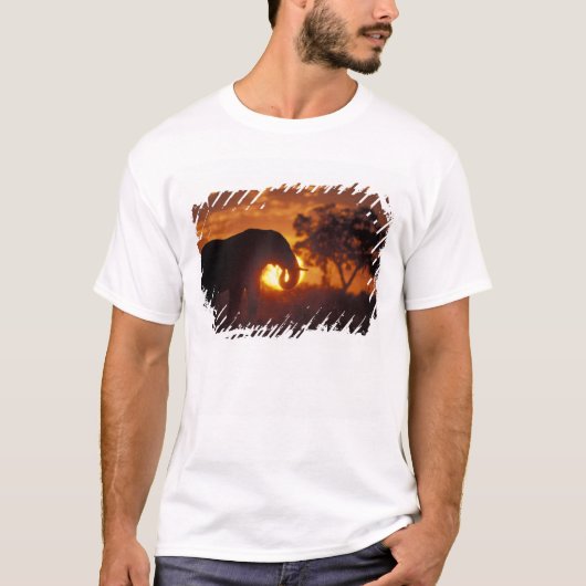 ボツワナ、チョベ国立公園、雄ゾウ Tシャツ (正面)