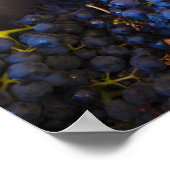 ボデガマルケスデリスカルワイナリー、ブドウ ポスター (角)