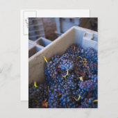 ボデガマルケスデリスカルワイナリー,ブドウ ポストカード (正面/裏面)