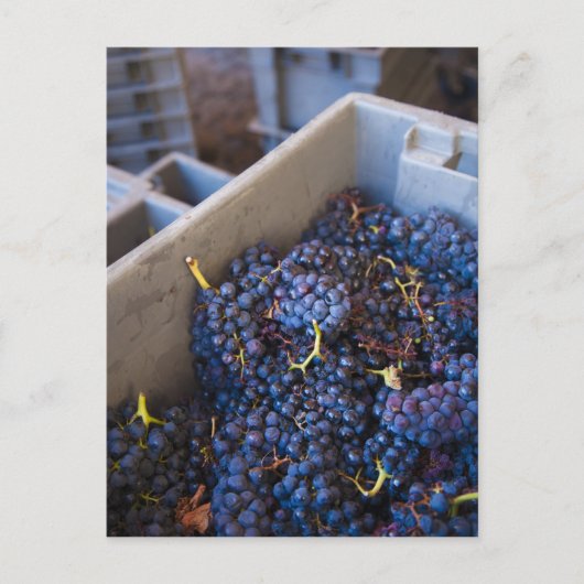 ボデガマルケスデリスカルワイナリー,ブドウ ポストカード (正面)