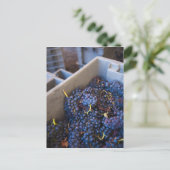 ボデガマルケスデリスカルワイナリー,ブドウ ポストカード (スタンド正面)