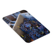 ボデガマルケスデリスカルワイナリー,ブドウ マグネット (右側)