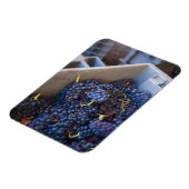 ボデガマルケスデリスカルワイナリー,ブドウ マグネット (左側)