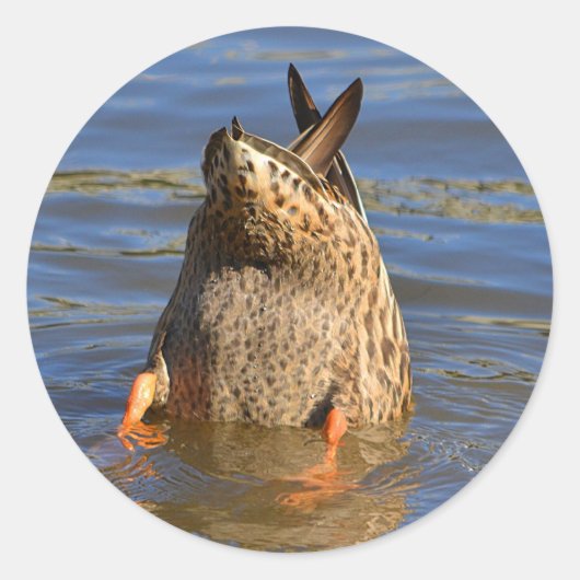 ボトムズアップダックステッカー ラウンドシール (正面)