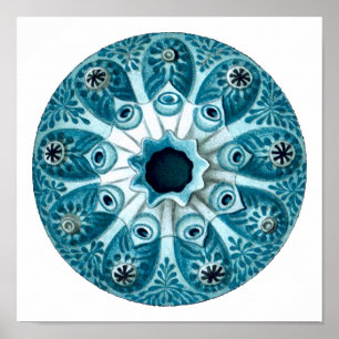 ボトリルスポリサイクルスエルンストヘッケルファインアート ポスター