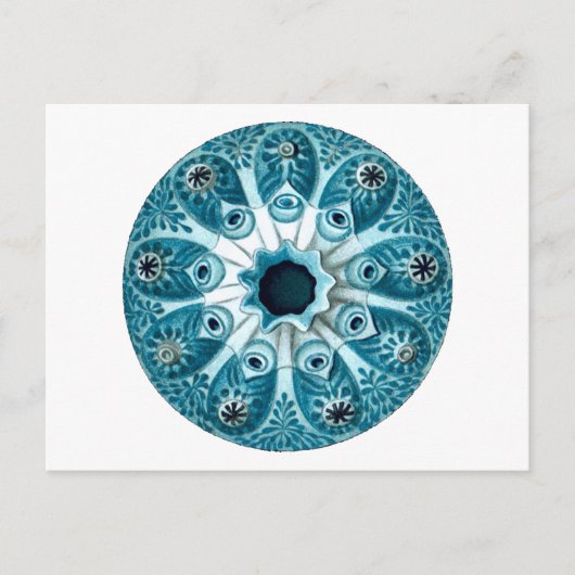 ボトリルスポリサイクルスエルンストヘッケルファインアート ポストカード (正面)