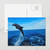 ボトルイルカ ポストカード (正面/裏面)