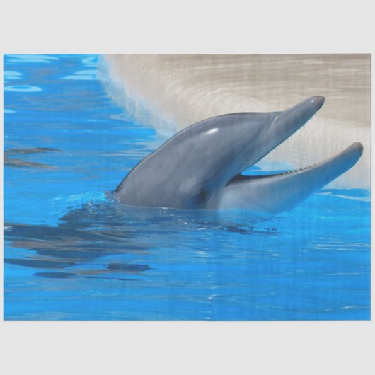 ボトルノースドルフィンデクページティッシュペーパー 薄葉紙 (正面)