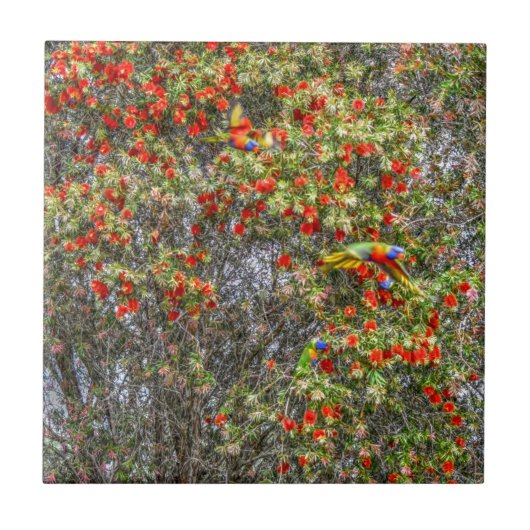 ボトルブラシの木CALLISTEMONオーストラリアの芸術の効果 タイル (正面)