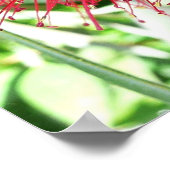 ボトルブラシの赤い花 熱帯の花 ポスター (角)
