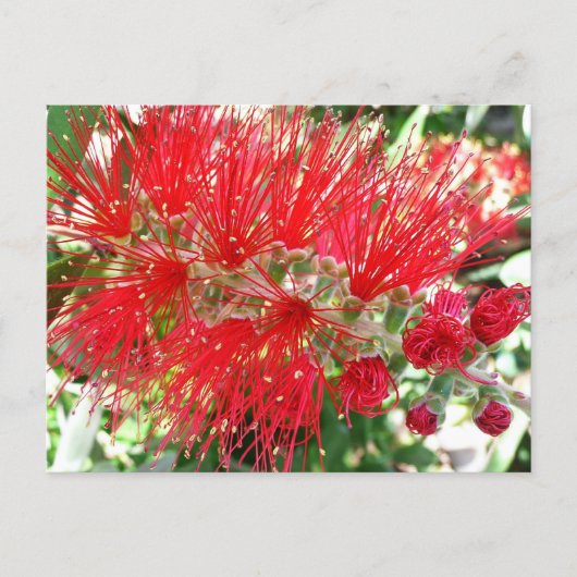 ボトルブラシの赤い花 熱帯の花 ポストカード (正面)