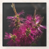 ボトルブラシガラスコースター、ボトルブラシコースター ガラスコースター (正面)