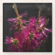 ボトルブラシガラスコースター、ボトルブラシコースター