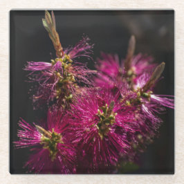 ボトルブラシガラスコースター、ボトルブラシコースター ガラスコースター