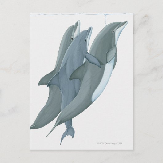 ボトル入りイルカ2頭 ポストカード (正面)