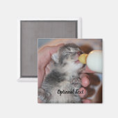 ボトル食べ物を与えズ生まれたばかりのレスキュー虎猫キッテン マグネット (正面/裏面)