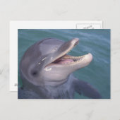 ボトレカリブのノース・ドルフィン ポストカード (正面/裏面)