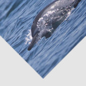 ボトレスイルカのグループ – オマーン 薄葉紙 (詳細)