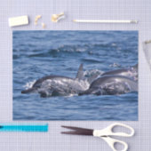 ボトレスイルカのグループ – オマーン 薄葉紙 (クラフト)