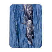 ボトレスドルフィングループ マグネット (縦)