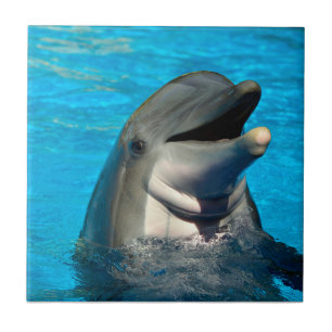 ボトレスドルフィンヘッド タイル