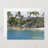 ボトレスドルフィン ポストカード (正面/裏面)