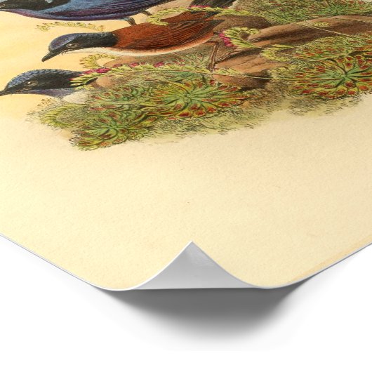 ボナパルテトヌナズウォレンブルーバードヴィンテージプリント ポスター (角)