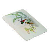 ボナパルトのスターフロントハミングバード マグネット (右側)