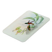 ボナパルトのスターフロントハミングバード マグネット (左側)