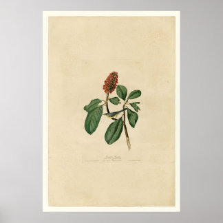 ボナパルトフライキャッチャー_オードボン ポスター