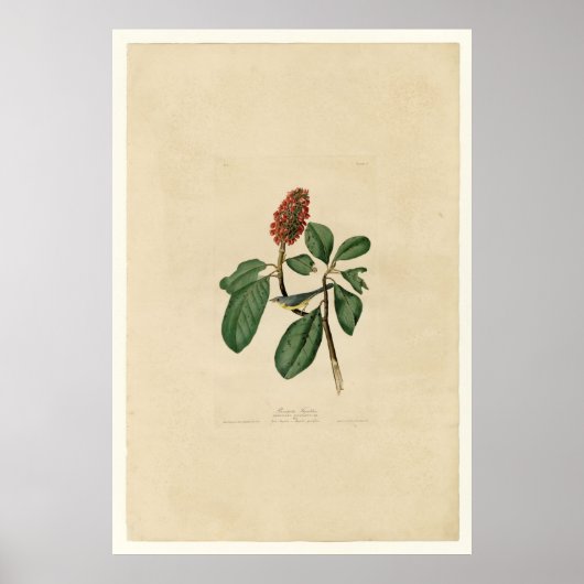 ボナパルトフライキャッチャー_オードボン ポスター (正面)