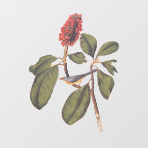 ボナパルトフライキャッチャーCanada Warbler Audubon Bird ウィンドウサイン