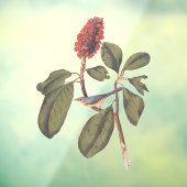 ボナパルトフライキャッチャーCanada Warbler Audubon Bird ウィンドウサイン (シート3)