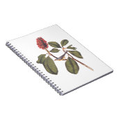 ボナパルトフライキャッチャーCanada Warbler Audubon Bird ノートブック (右側)