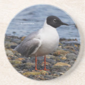 ボナ素晴らしパルテズガルシーバーディットアットビーチ コースター (正面)