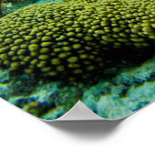 ボネールの浅いサンゴ礁の緑のカメ ポスター (角)