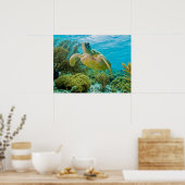 ボネールの浅いサンゴ礁の緑のカメ ポスター (キッチン)