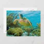 ボネールの浅いサンゴ礁の緑のカメ ポストカード (正面/裏面)