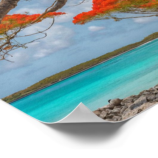 ボネール美しいポインシアナの木 ポスター (角)