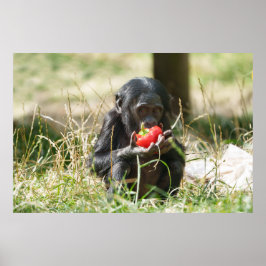 ボノボのピクニック ポスター