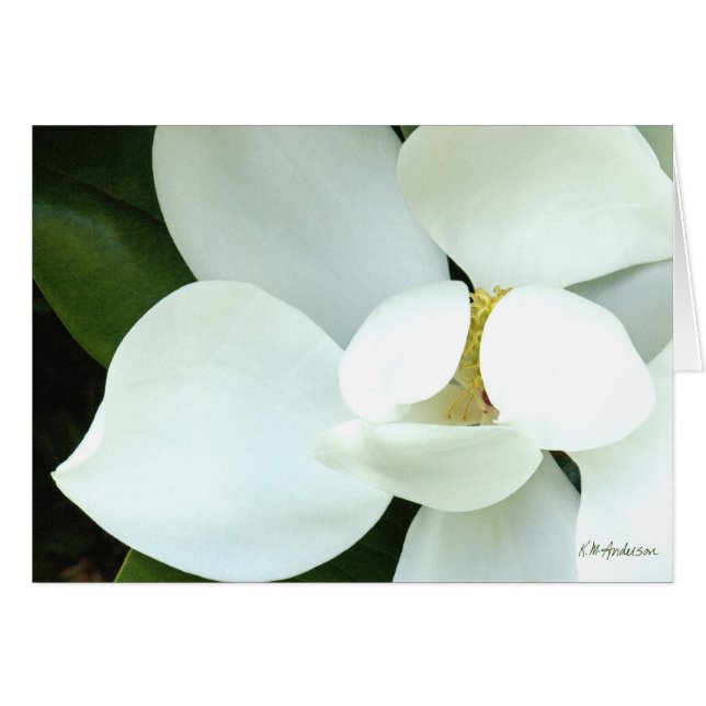 ボビーのマグノリアII (正面横)