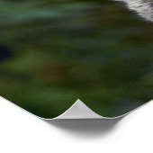 ボブキャッツ夏の子猫 ポスター (角)