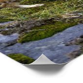 ボブキャッツ – 夏ママと小さな子猫 ポスター (角)