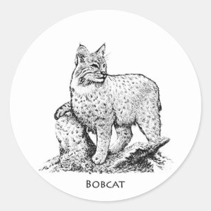 ボブキャットのイラストレーション ラウンドシール