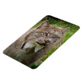 ボブキャットのポートレート マグネット (左側)