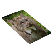 ボブキャットのポートレート マグネット (右側)