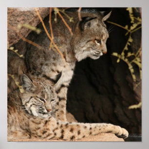 ボブキャットの写真のプリント ポスター