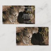 ボブキャットの写真の名刺 名刺 (正面/裏面)