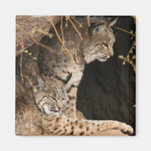 ボブキャットの写真の正方形の磁石 マグネット